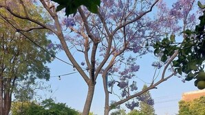 Un árbol con flores moradas, una bicicleta y un jardín con césped verde y flores azules.