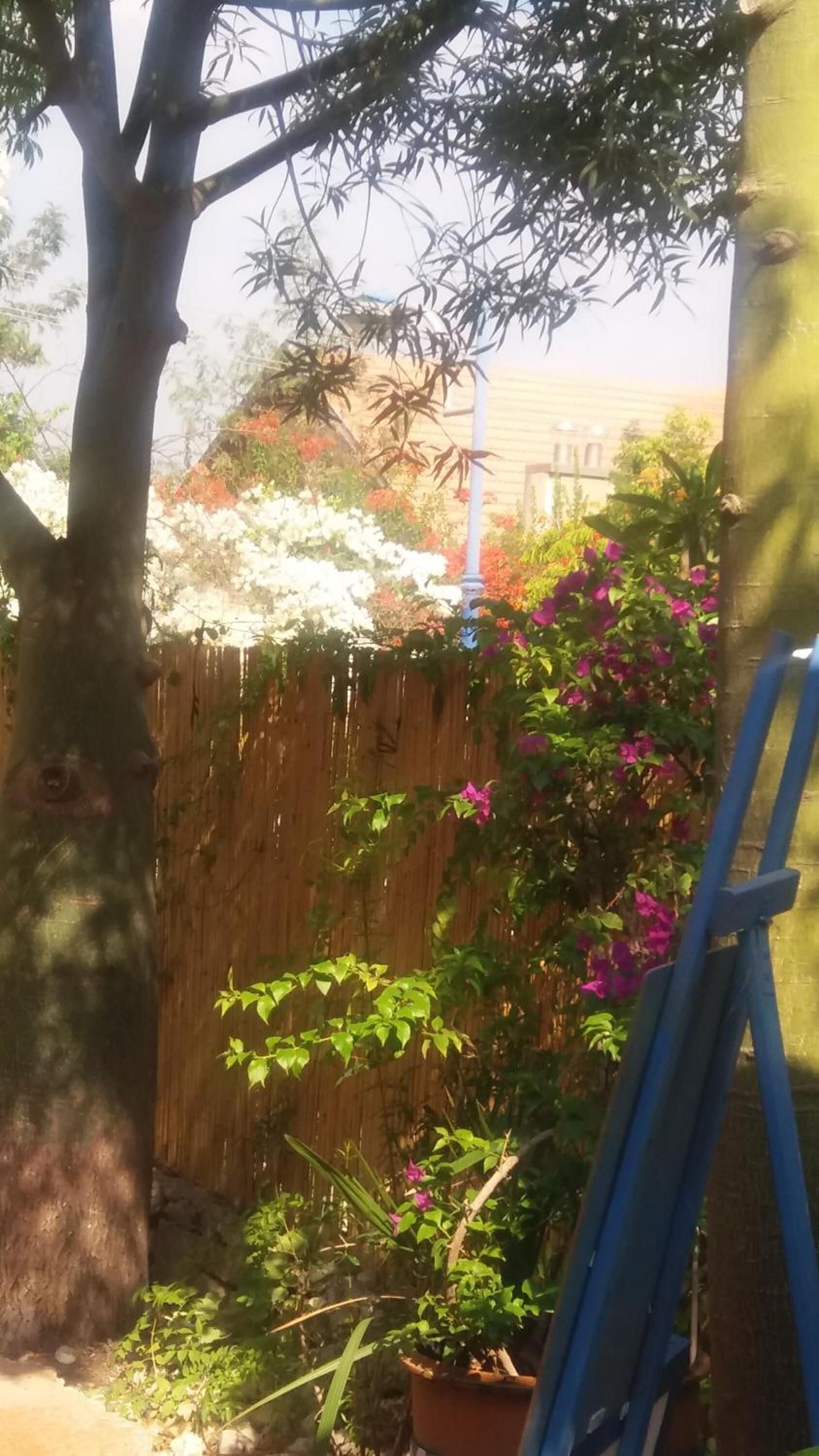 Une clôture en bois, un arbre et un chevalet bleu dans un jardin.