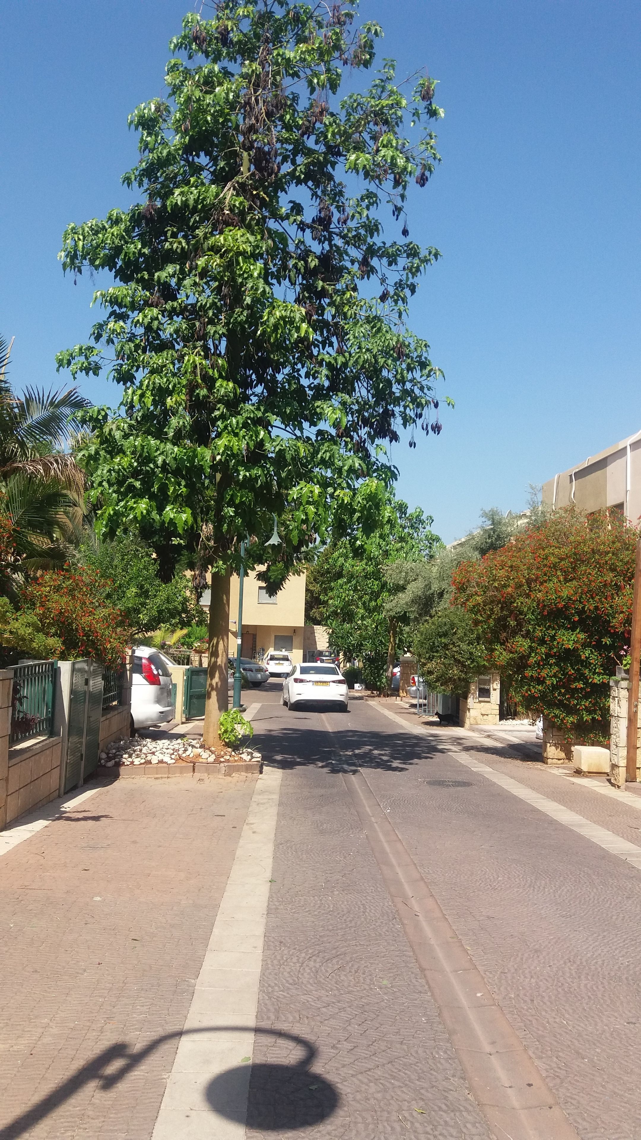 A residential street with parked cars, trees, and houses.