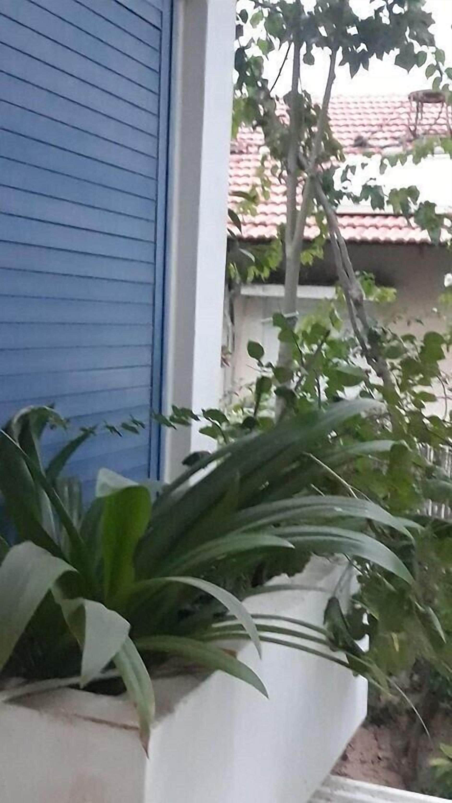 A potted plant on a balcony with a blue wall and a tiled roof in the background.