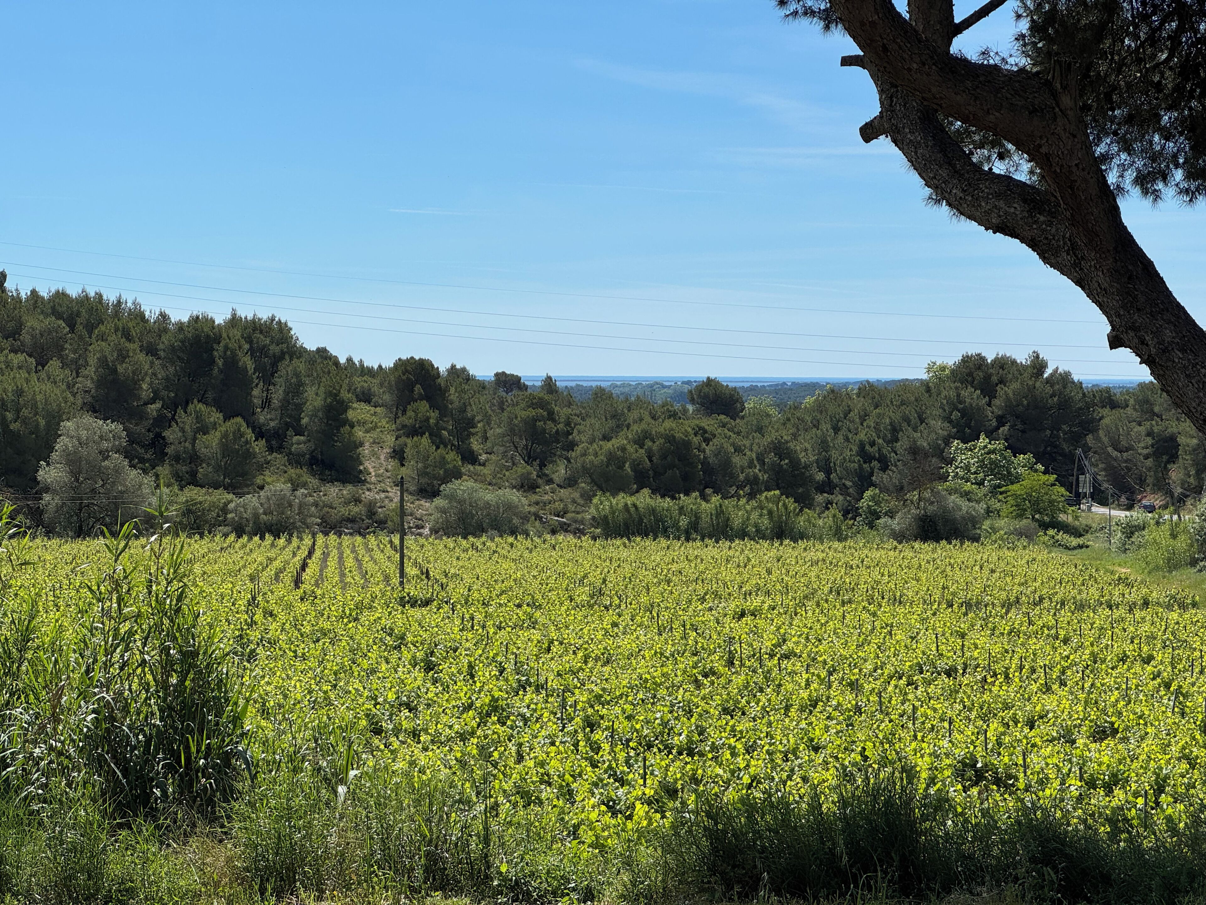 A vineyard with rows of grapevines, a clear sky, and a forested hill in the background.