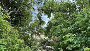 A garden pathway surrounded by dense foliage and trees. - Charming Aruban house (Noord)
