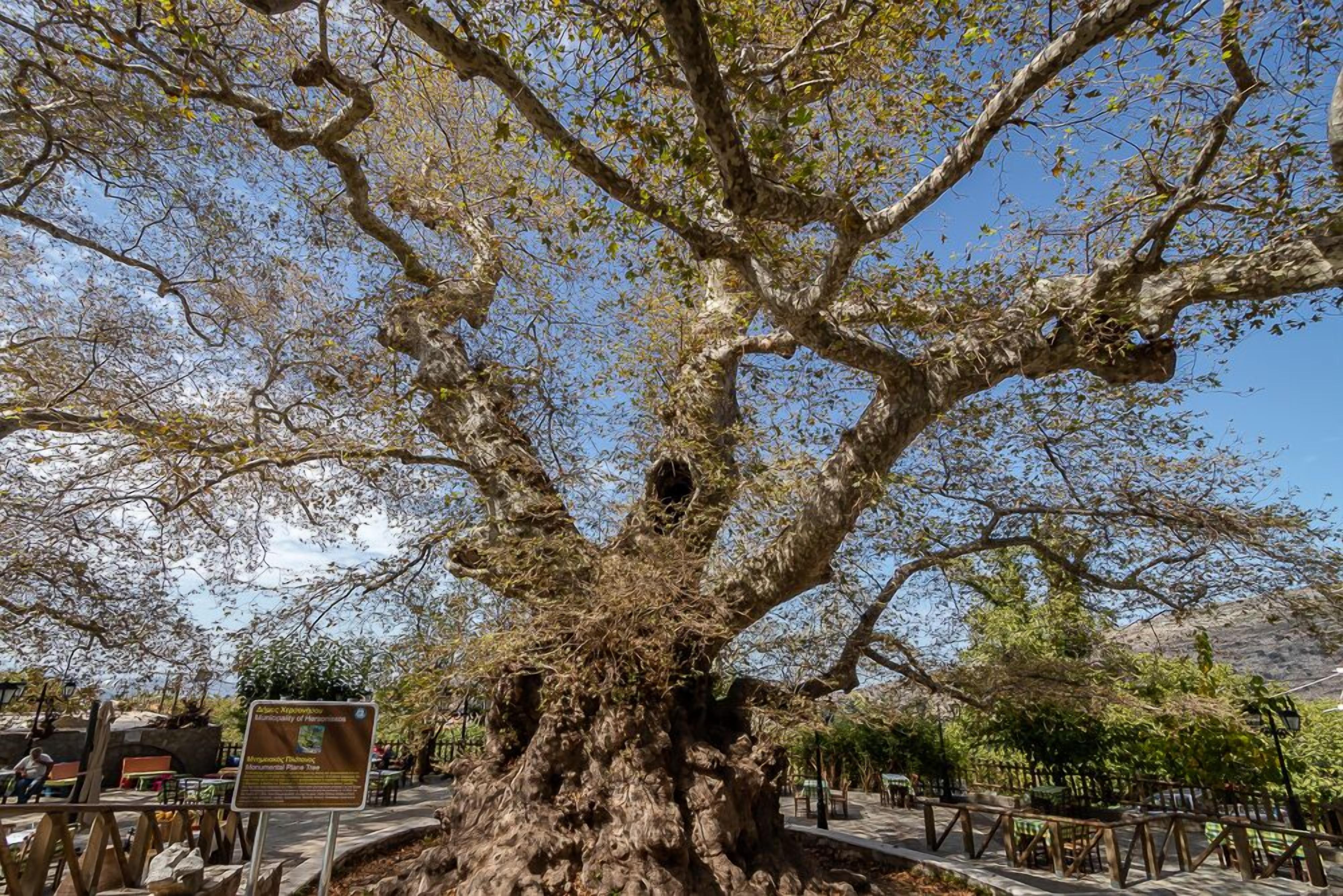 Ein großer Baum mit dickem Stamm und weit ausladenden Ästen, umgeben von einem Park mit Bänken und einem Schild.