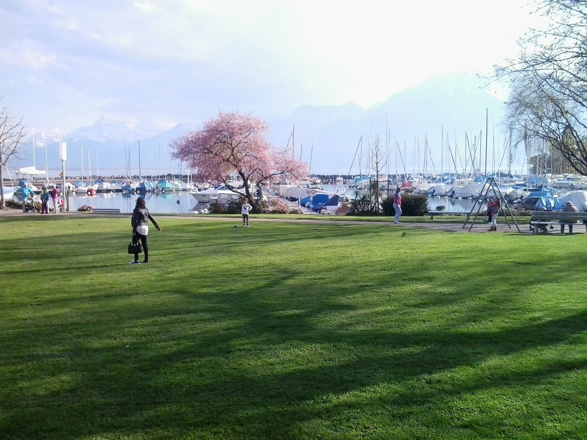 A park with a grassy area, a cherry blossom tree, and boats in the background.