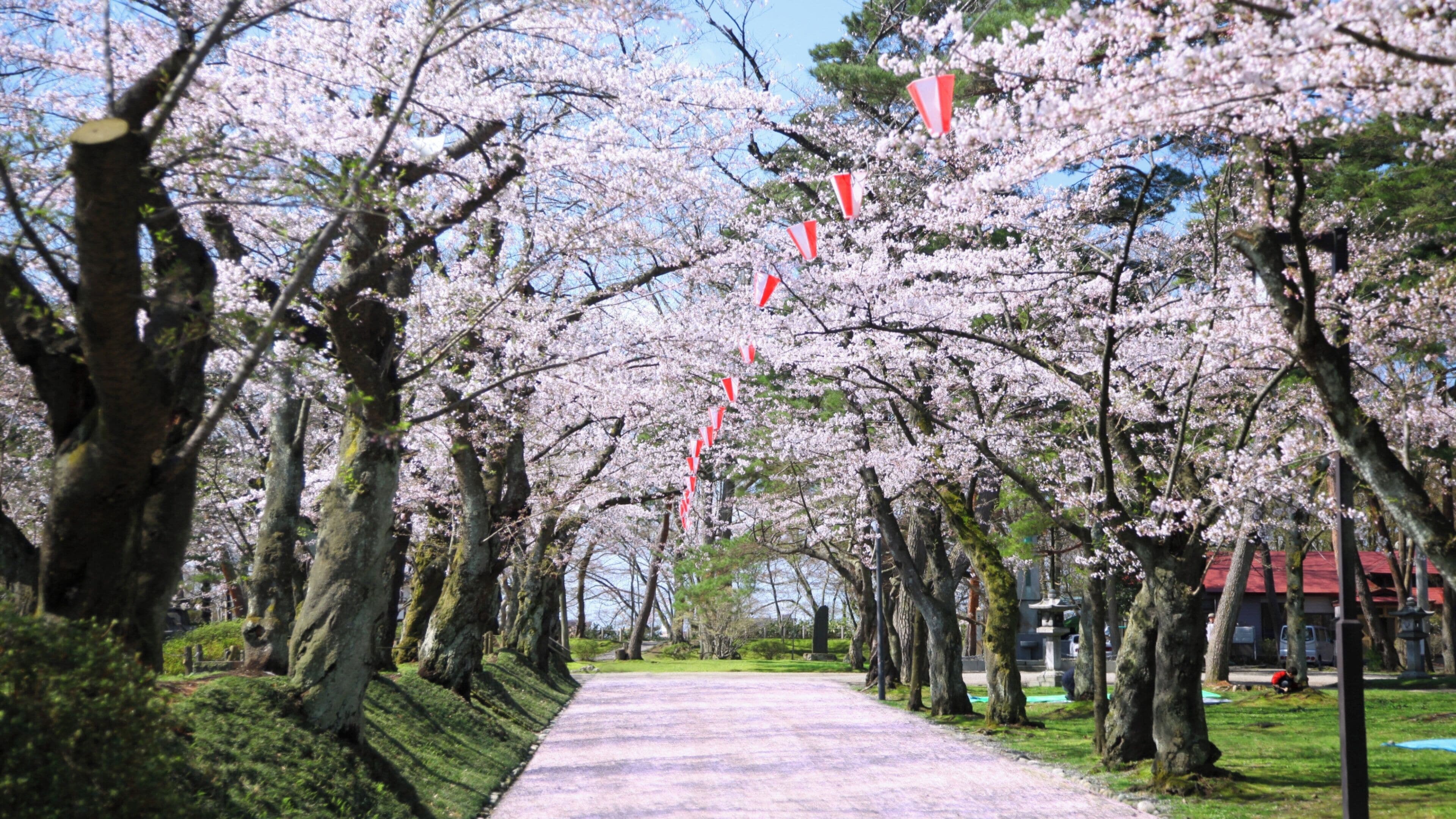 A pathway lined with cherry blossom trees and red flags, leading to a building with a red roof.