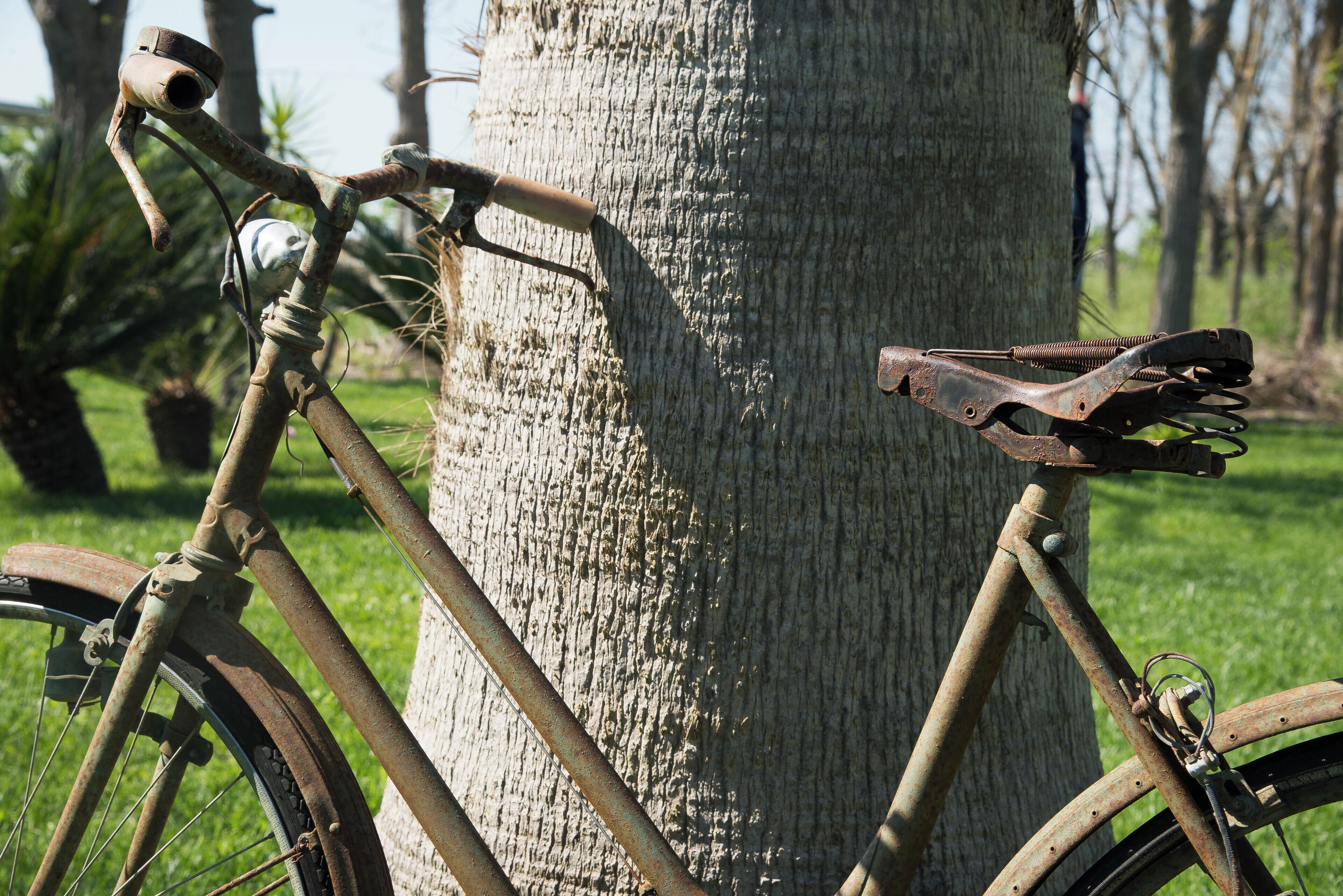 Un vélo appuyé contre le tronc d’un arbre.