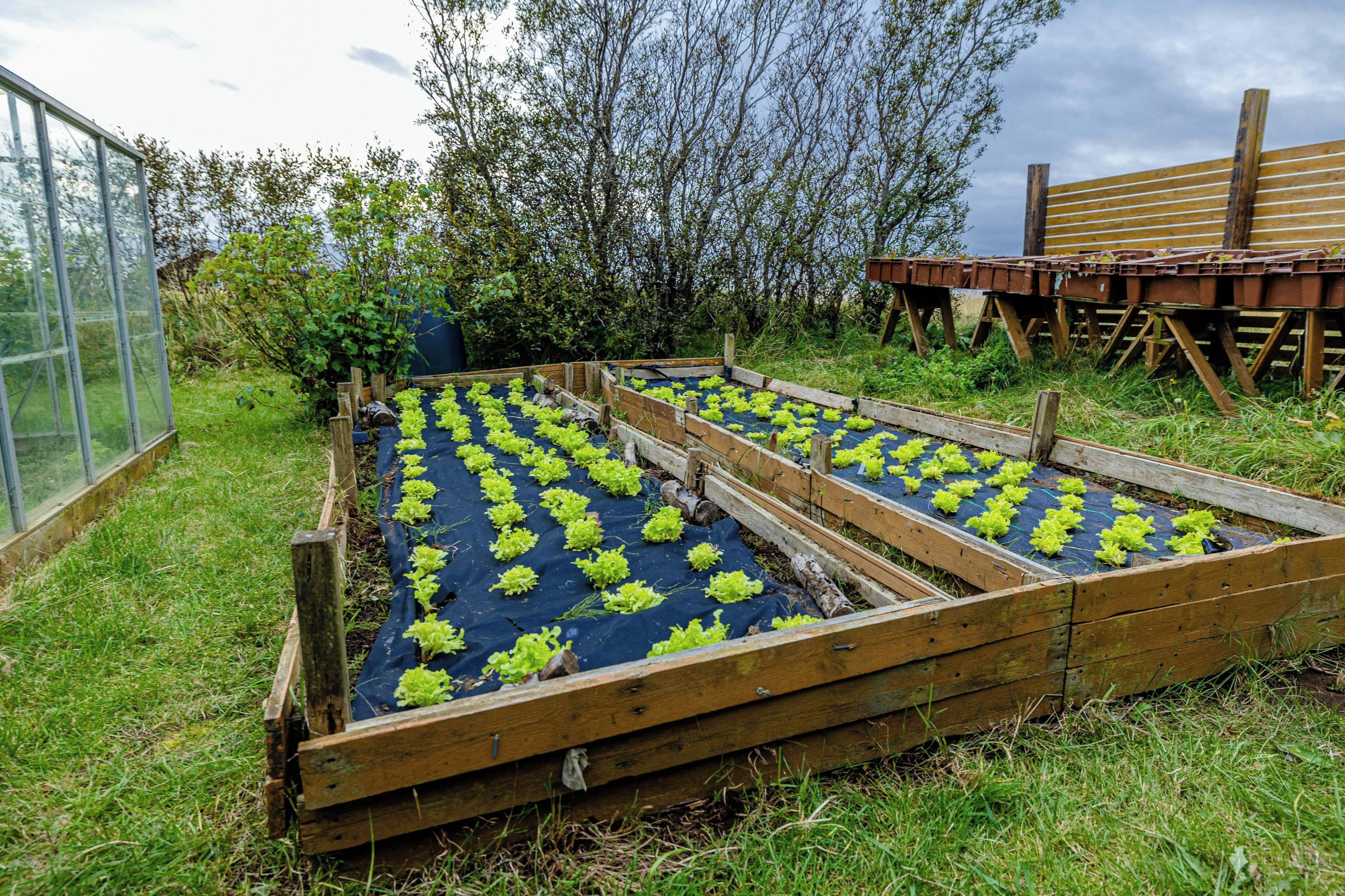 A garden with raised beds, a greenhouse, and a wooden structure.