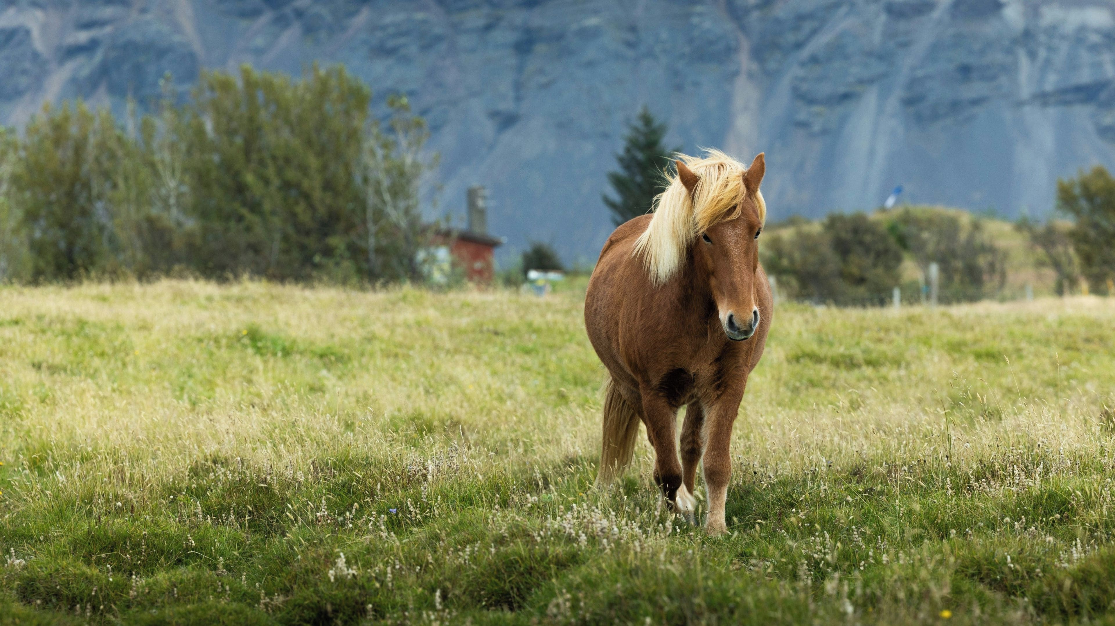 Un caballo en un campo de hierba con montañas al fondo.