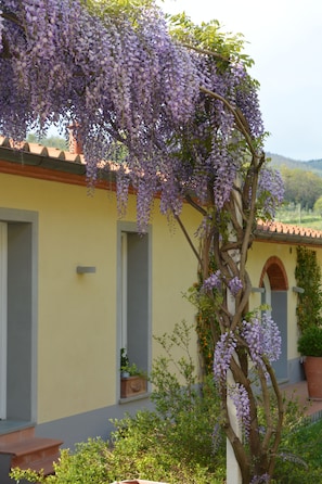 A building with a yellow facade, grey doors, and a wisteria vine hanging over the entrance. - Podere delle Fanciulle (Pistoia)