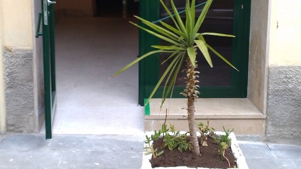 Uma planta em vaso com uma palmeira em vaso quadrado na entrada de um edifício com porta verde.