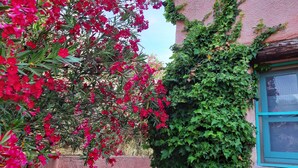 Un bâtiment à l’extérieur recouvert d’un enduit rose, une fenêtre dotée d’un cadre turquoise et un arbre aux fleurs rouges.