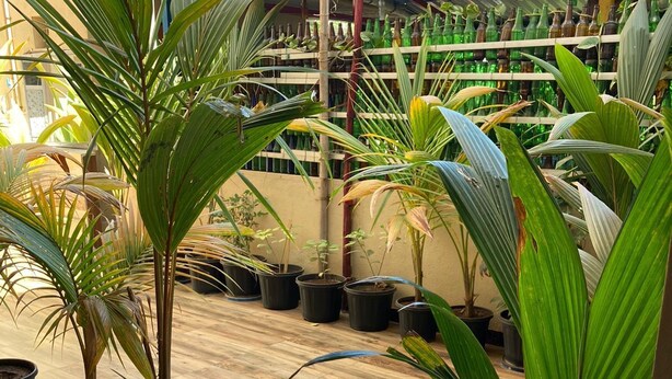 A greenhouse with potted plants and a variety of bottles on shelves. - Dream Vision Guest House (Diu)