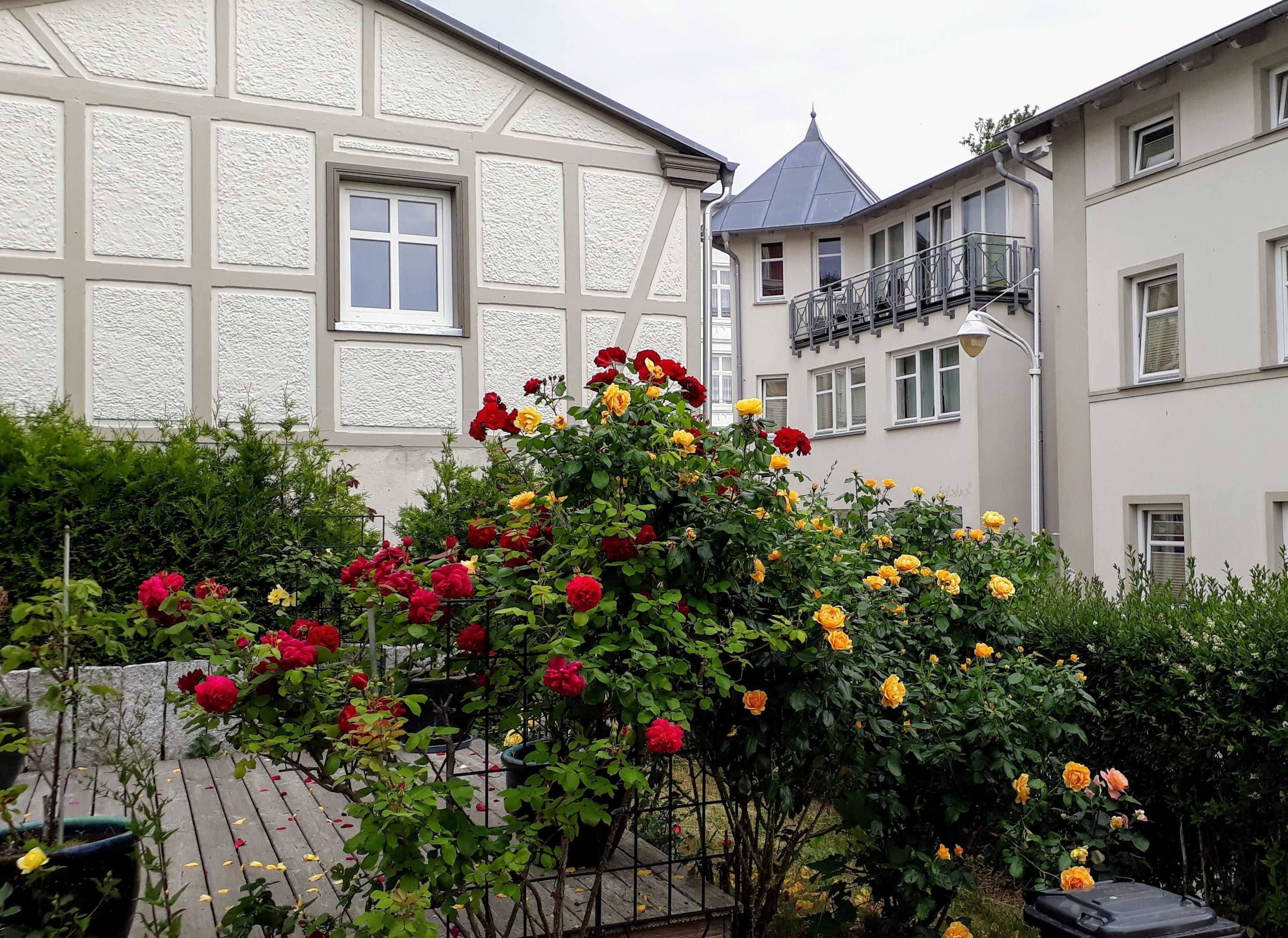 En innergård med en rosenbuske i förgrunden och byggnader i bakgrunden.