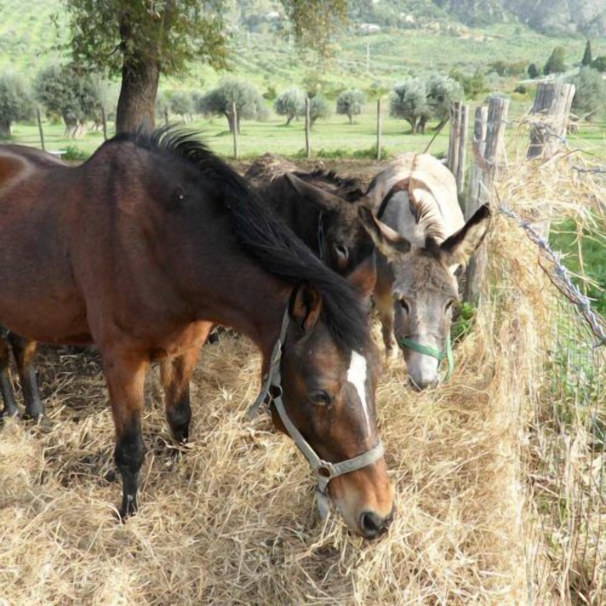 Dos caballos pastando en un campo con heno, rodeados de árboles y una valla.