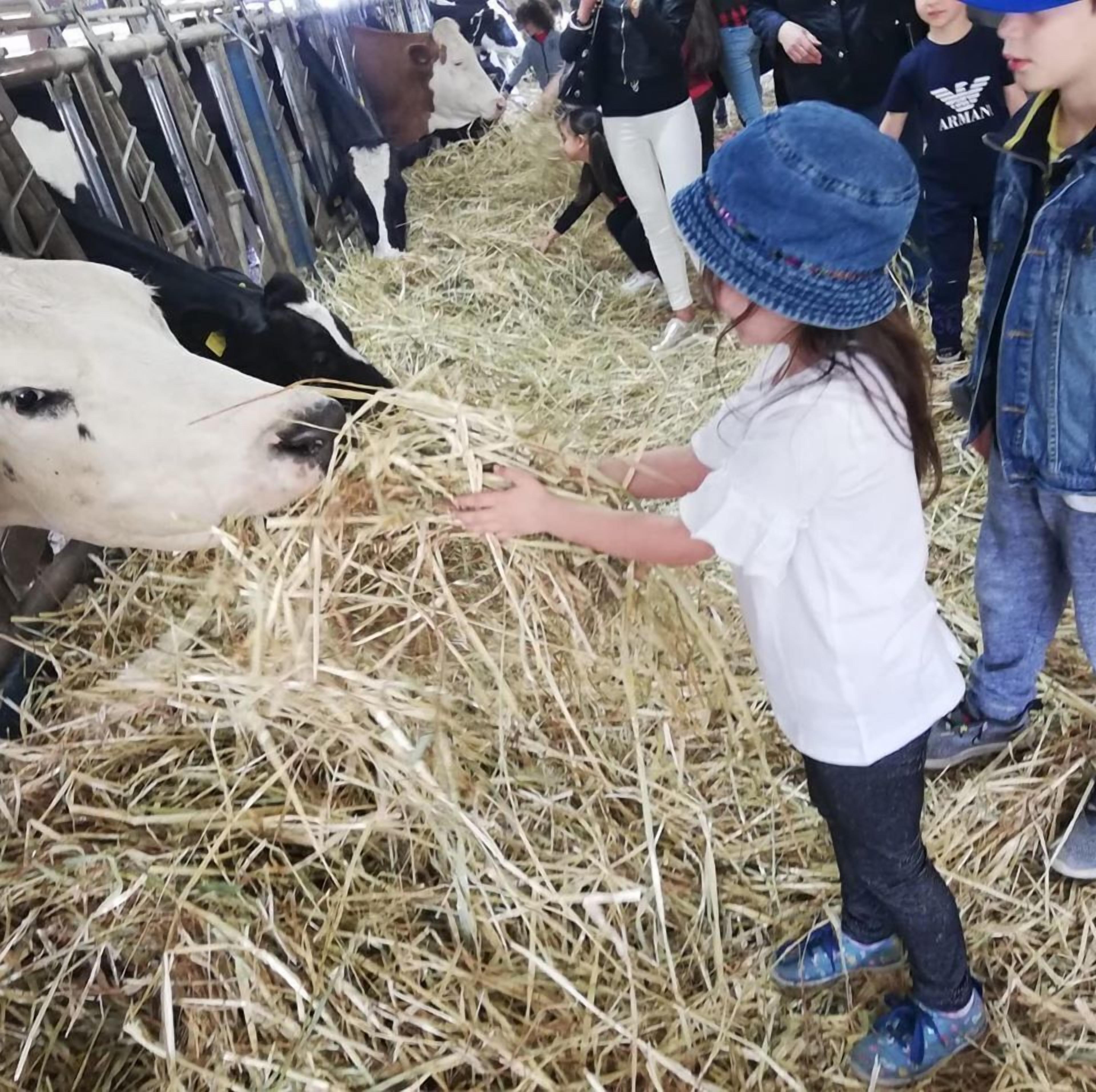 Una persona alimentando a una vaca en un granero, con heno esparcido en el suelo.