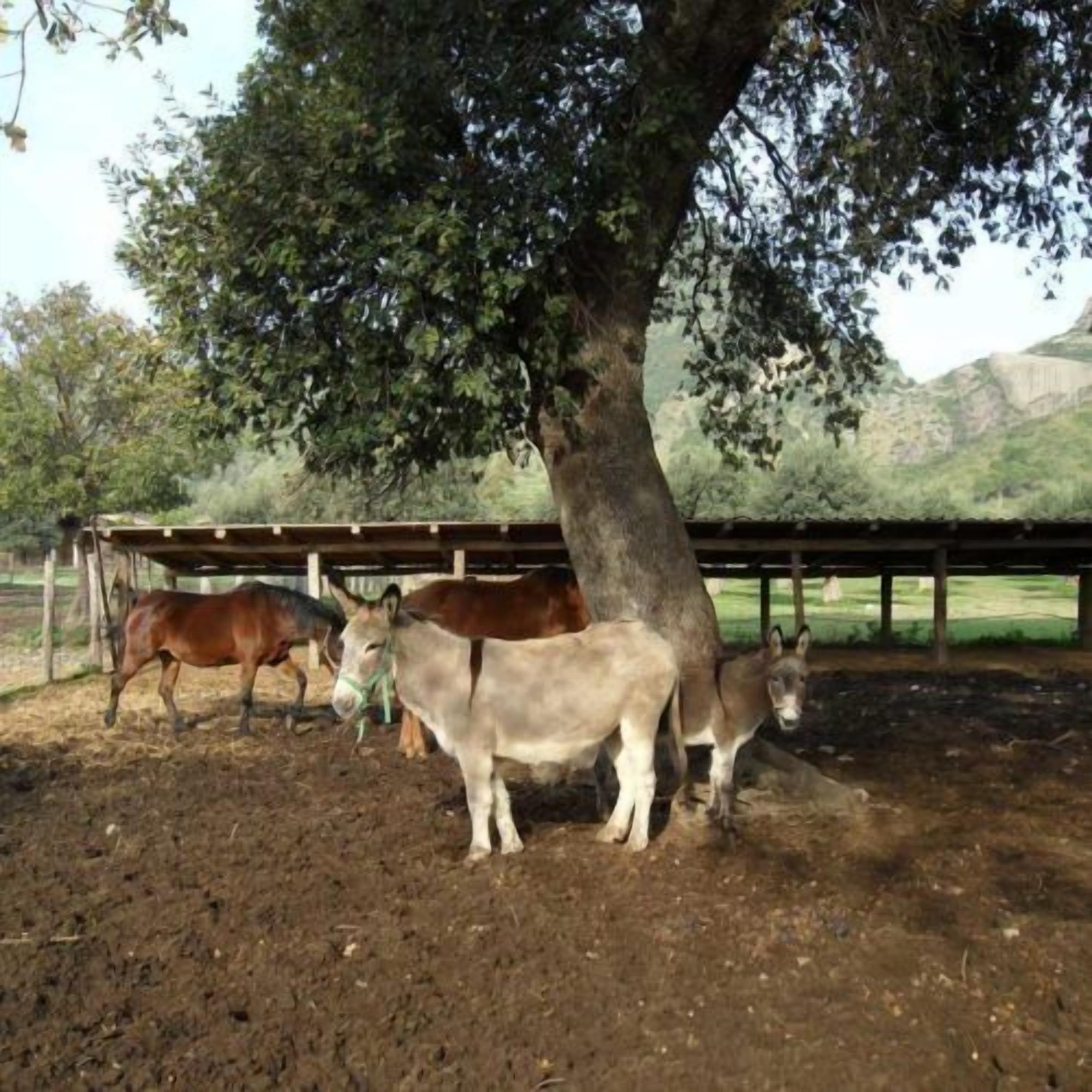 A stable with a tree providing shade, a dirt ground, and a fenced area with horses.