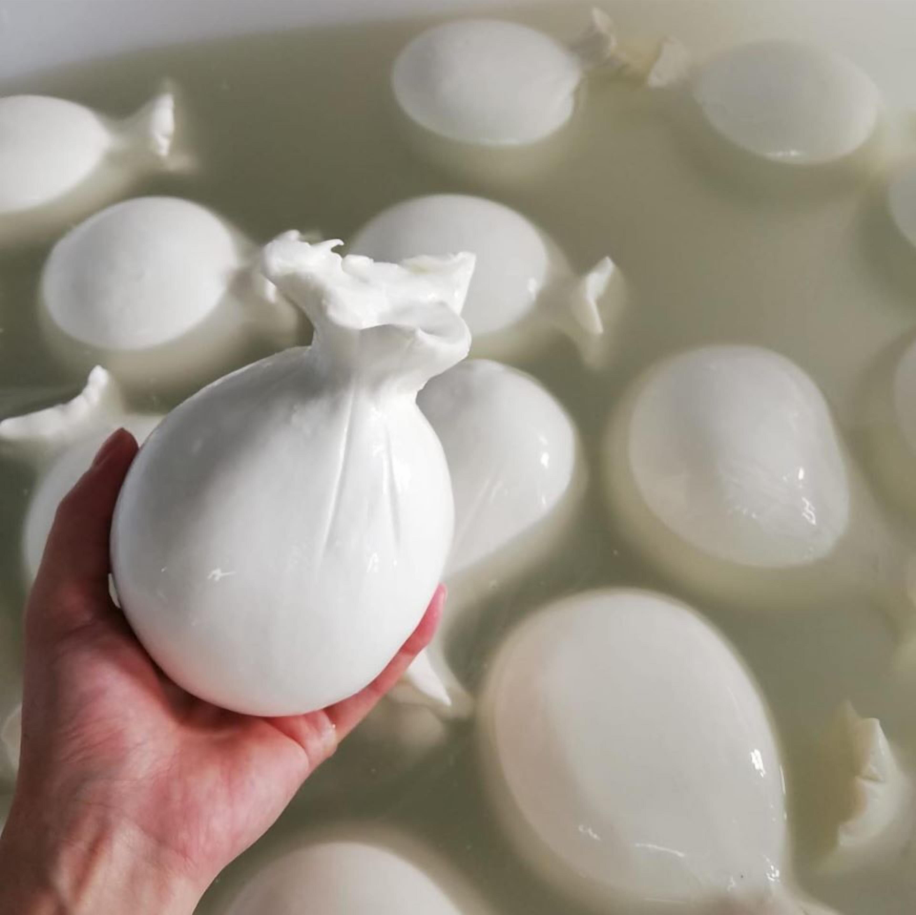 A hand holding a white, spherical object above a liquid surface with other similar objects.