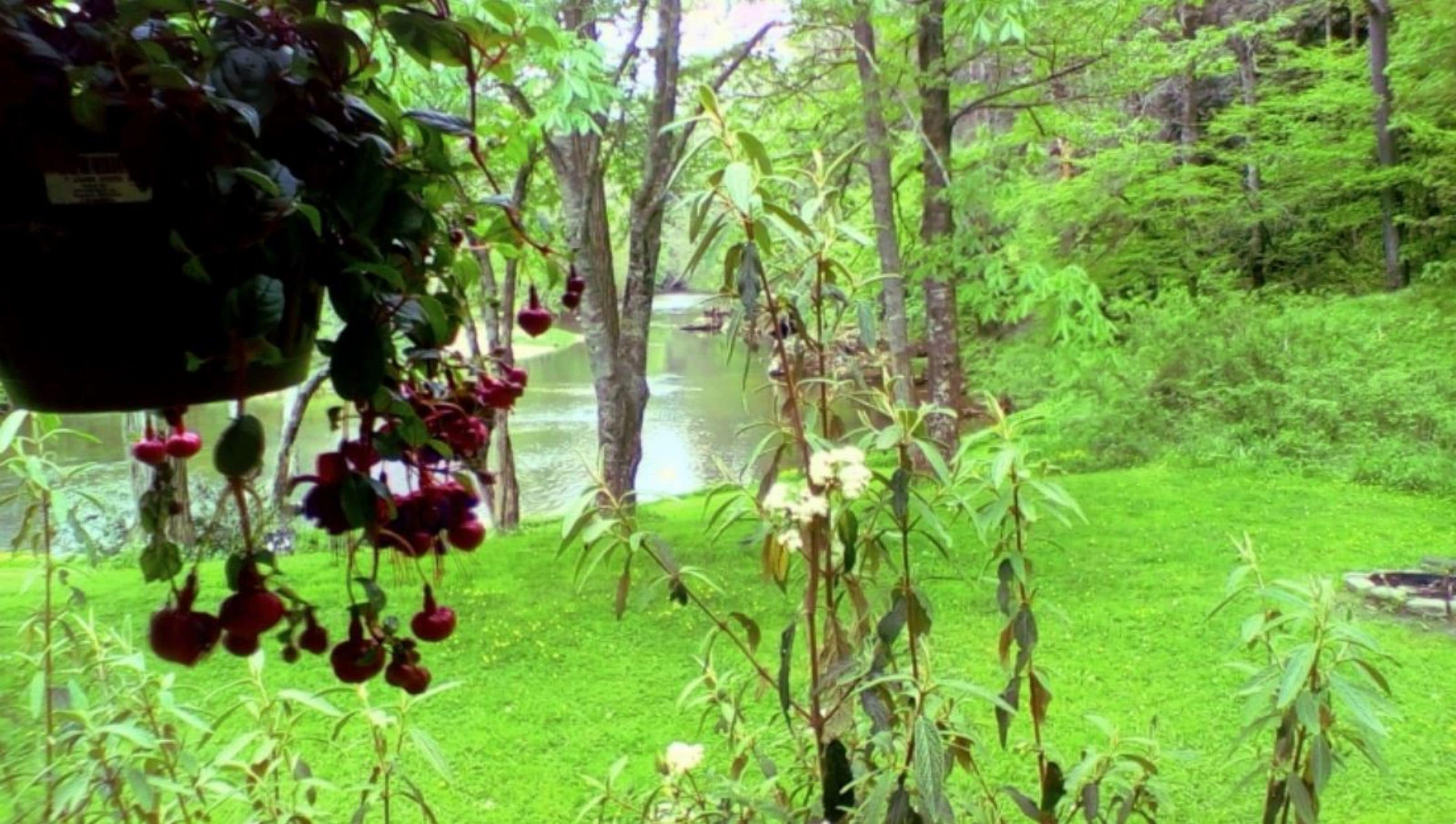 Un jardin luxuriant avec un étang, entouré d’une végétation dense et d’arbres.