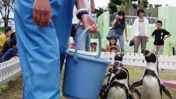 A person holding a blue bucket, standing near a group of penguins in a fenced area with spectators.
