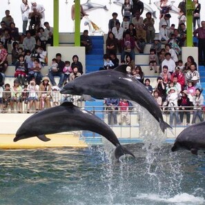 Delfines actuando en una piscina cubierta con espectadores.