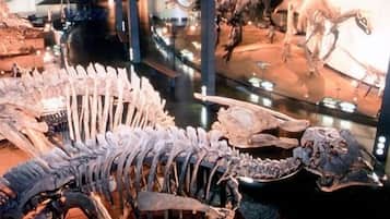 A museum exhibit with dinosaur skeletons and a large glass display case.