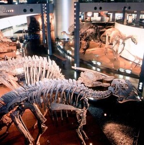 A museum exhibit with dinosaur skeletons and a large glass display case. - Hokuriku Awara Onsen Matsuya Sen Sen (Awara)