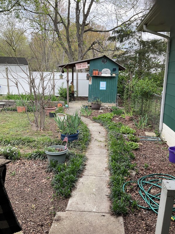 A garden pathway leading to a green shed with a sign for fresh eggs for sale.