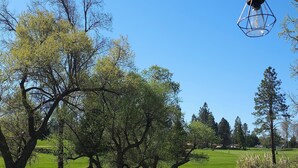 A clear view of a park with trees and a grassy area.