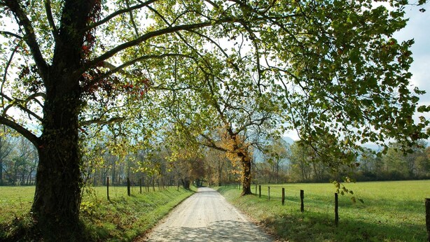 Een landweg, omzoomd door bomen en gras, die in de verte verdwijnt.