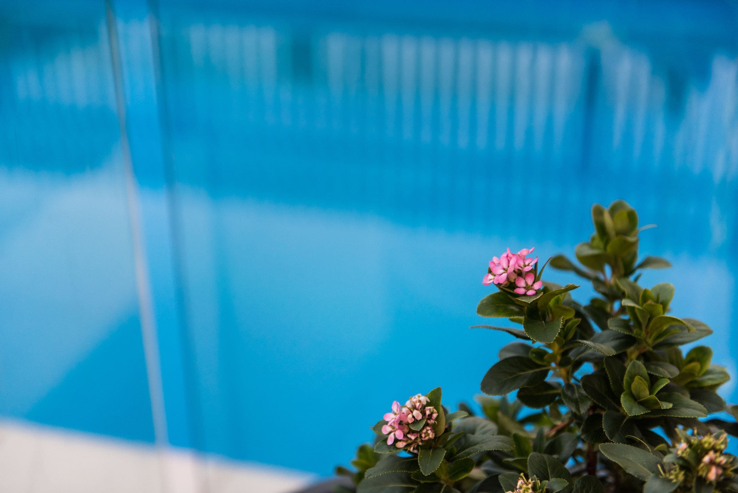Blick auf ein Schwimmbecken mit blauem Himmel und einer Pflanze mit rosa Blüten.