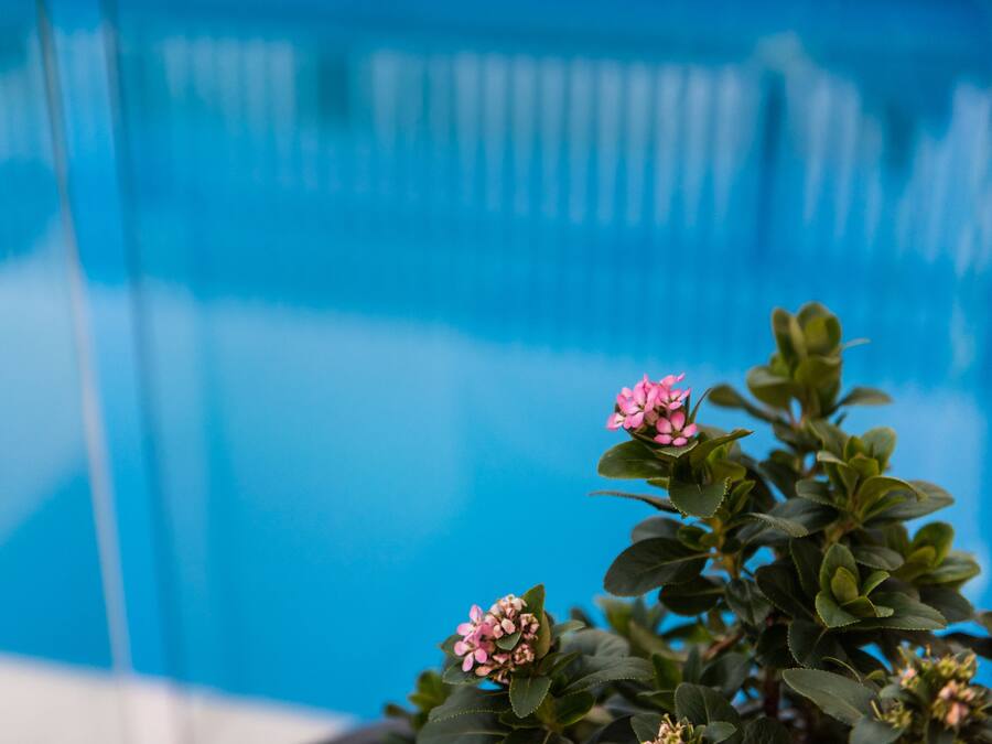 Blick auf ein Schwimmbecken mit blauem Himmel und einer Pflanze mit rosa Blüten.