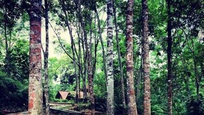 A stone pathway leading through a forested area with trees and a small structure in the background.