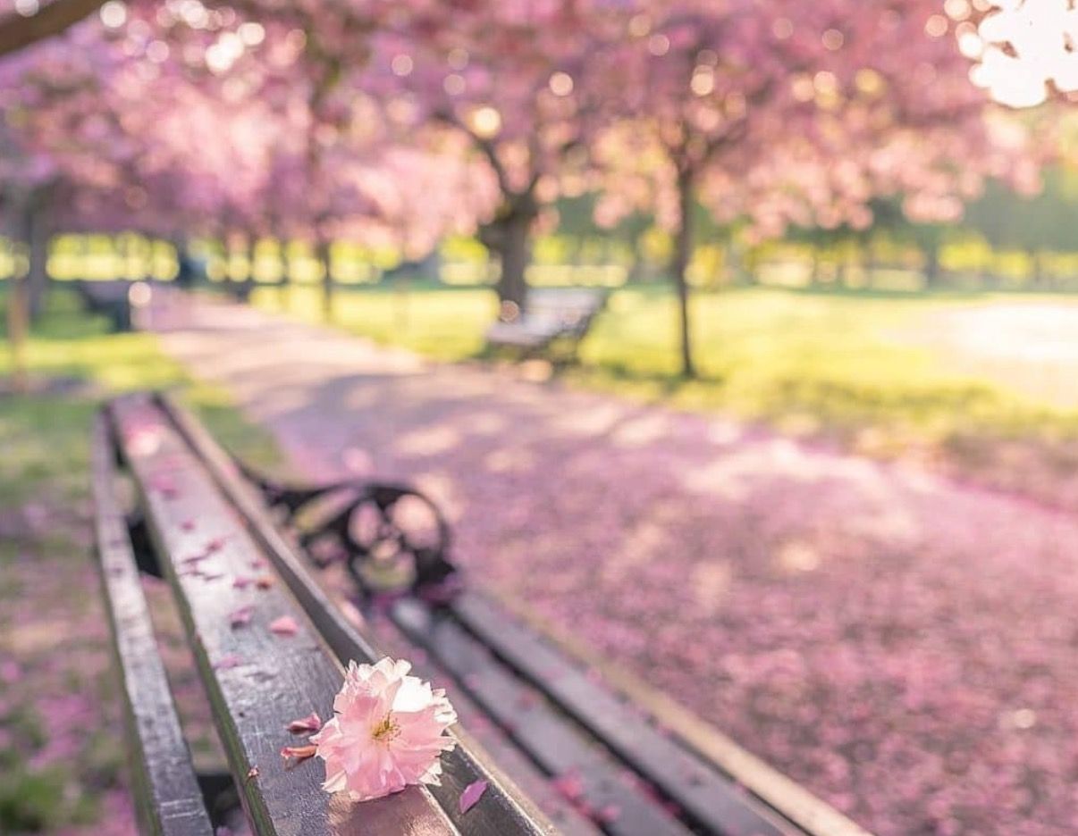 A park bench with cherry blossoms.