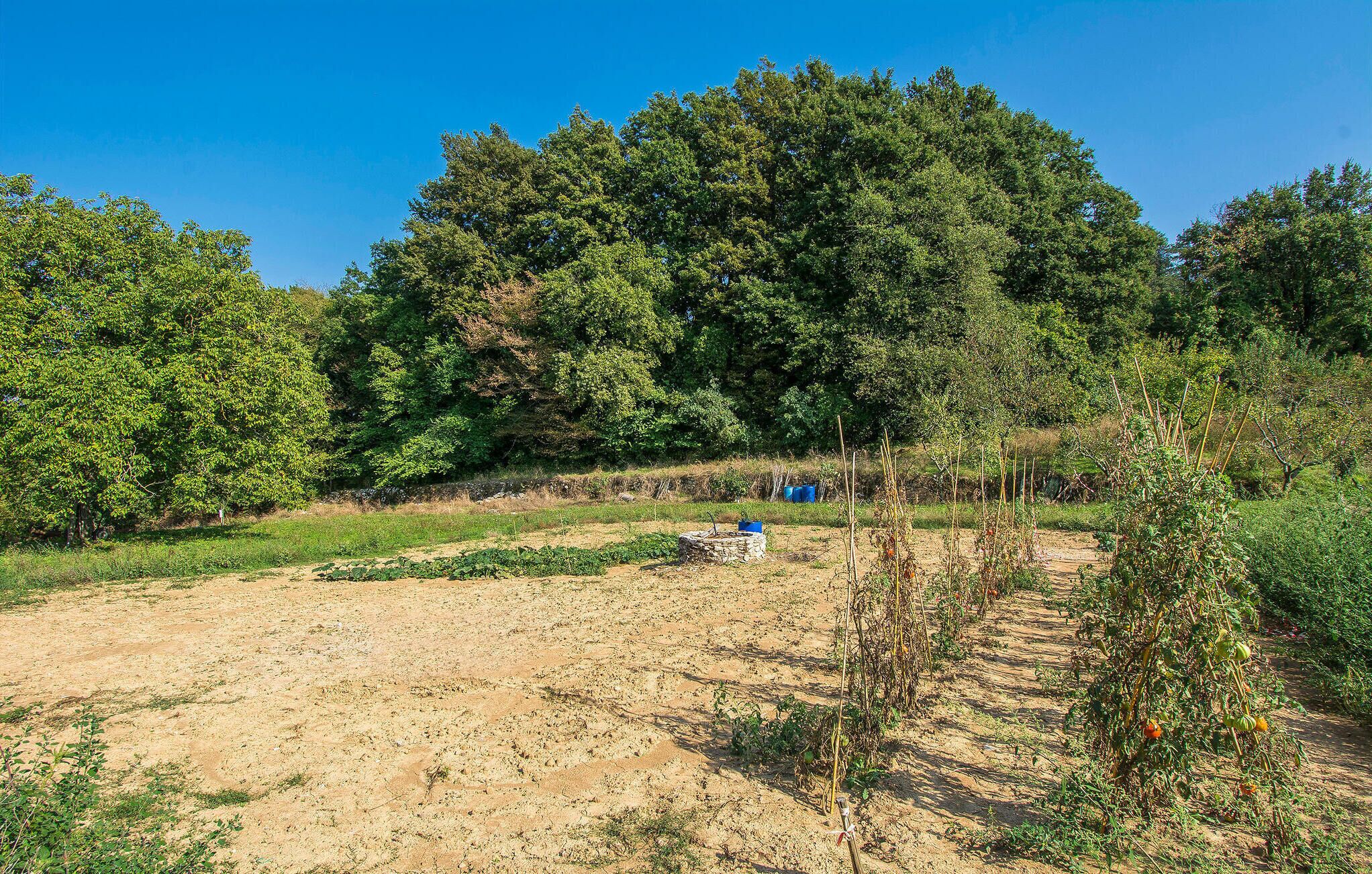 Een landelijk landschap met een onverhard pad, dichte bomen en enkele landbouwplanten.