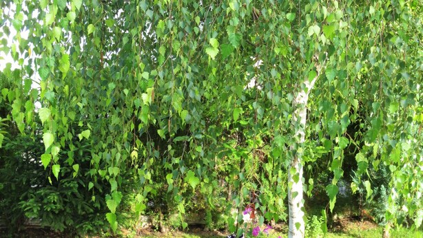 Giardino