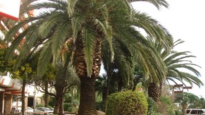 A palm tree-lined street with a stone wall, benches, and a parked car. - Superb STUDIO 4 Pers / On Beach / New Condition / Sea view 180 ° except./ Parking / WIFI / AC (Le Lavandou)