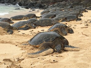 A group of sea turtles on a sandy beach with rocks in the background.