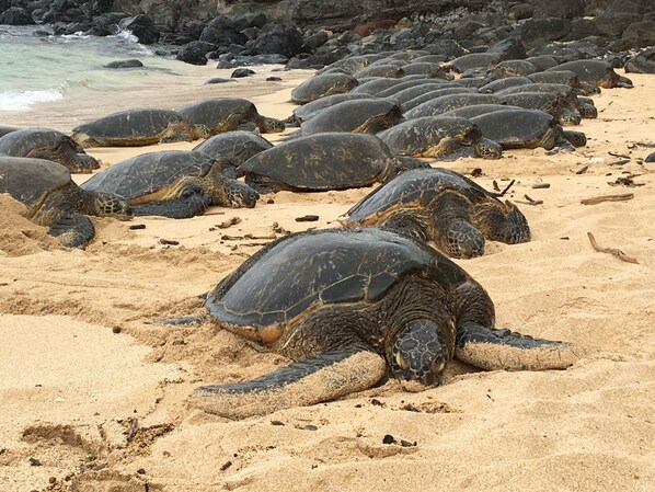 Camastros y toallas de playa