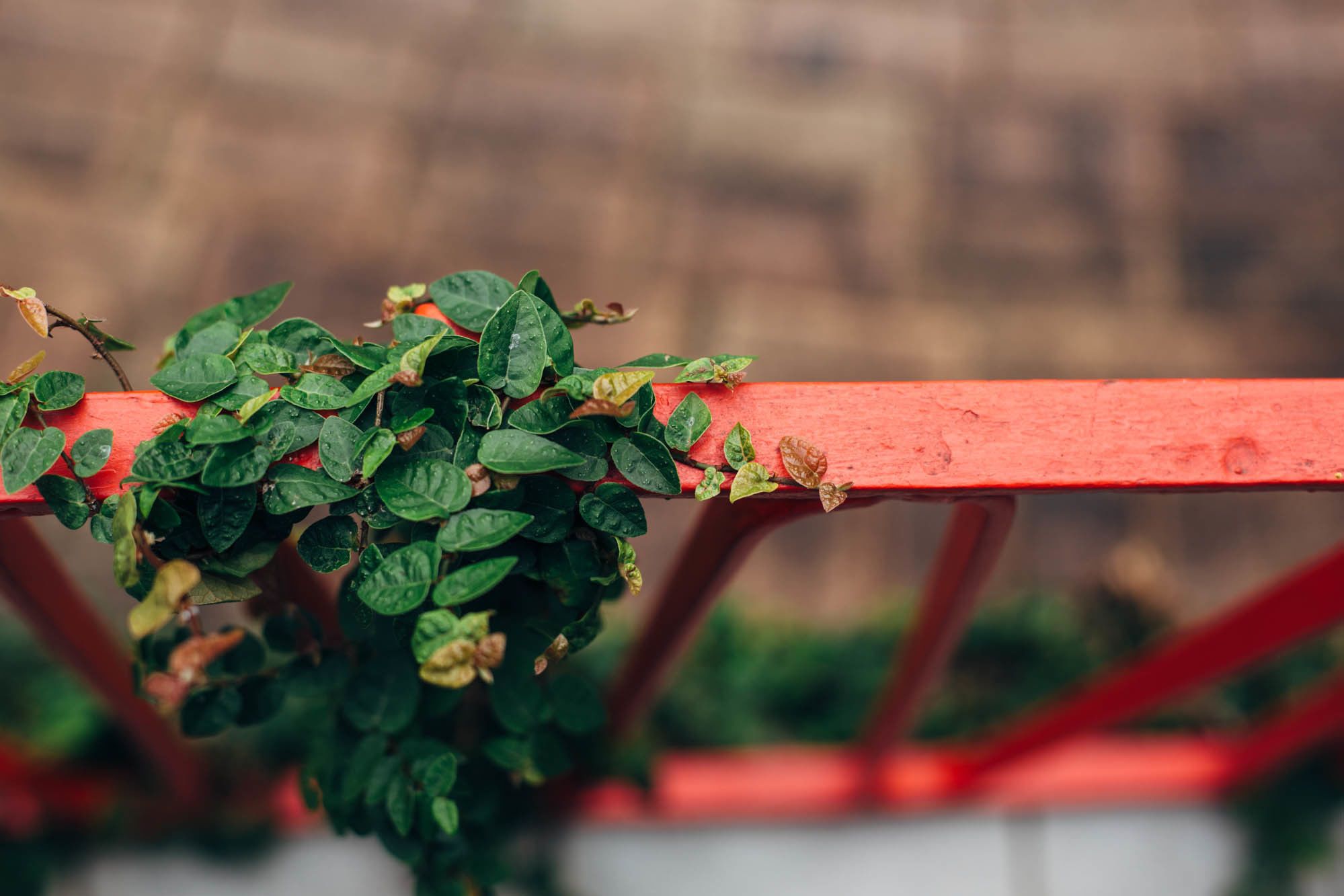 A red metal railing with green foliage growing over it.