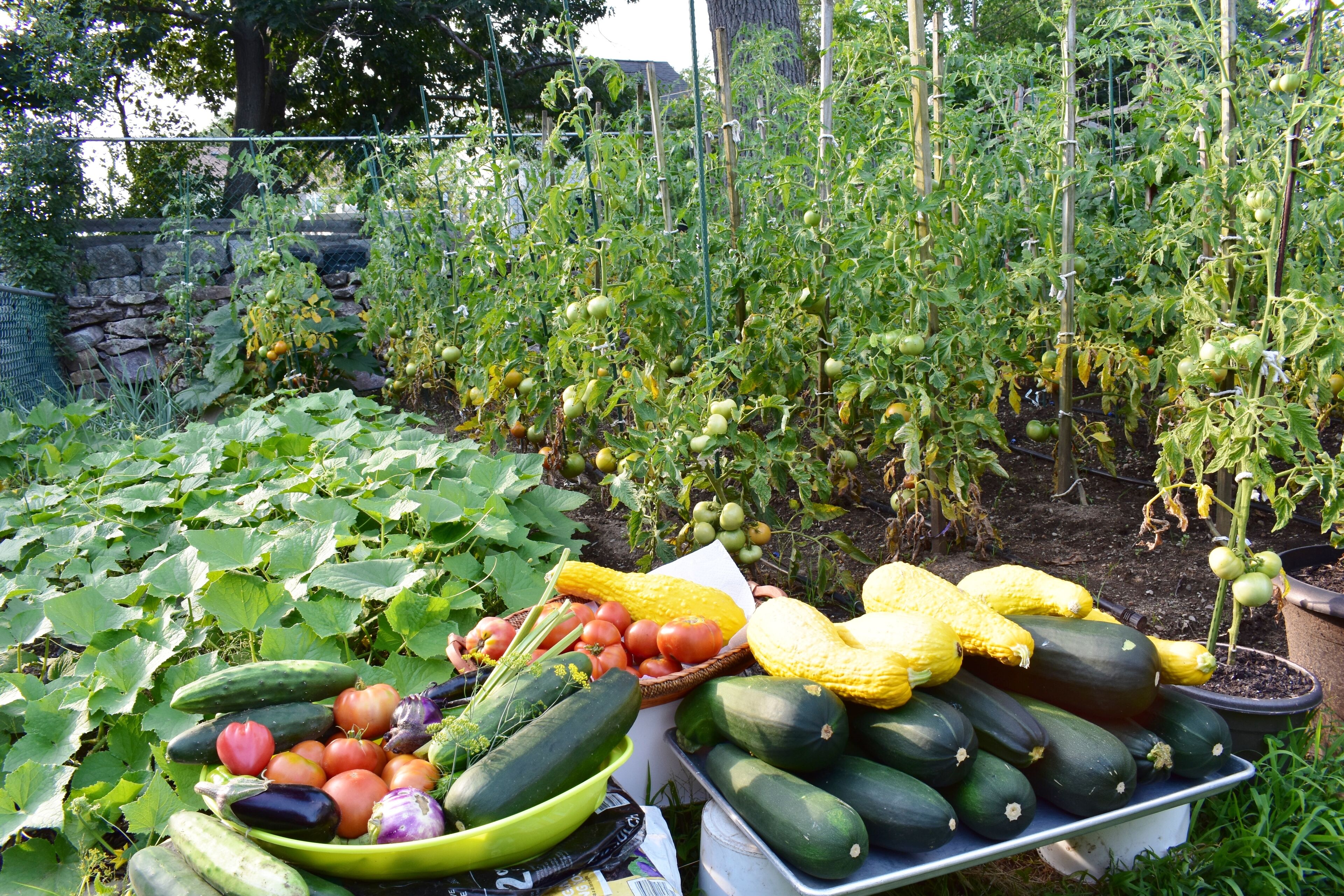 Um jardim com diversos vegetais, como pepinos, tomates e abóbora.
