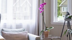 Una sala de estar con un sofá, una orquídea en maceta, una lámpara sobre un atril y una ventana con cortinas.