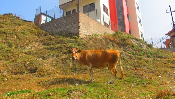 A hillside with a cow and a multi-story building with a red and white facade. - Sunrise Homestay Nepal (Tohka)