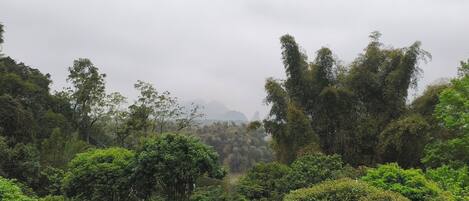 Un bosque denso con diversas especies de árboles y una montaña al fondo.