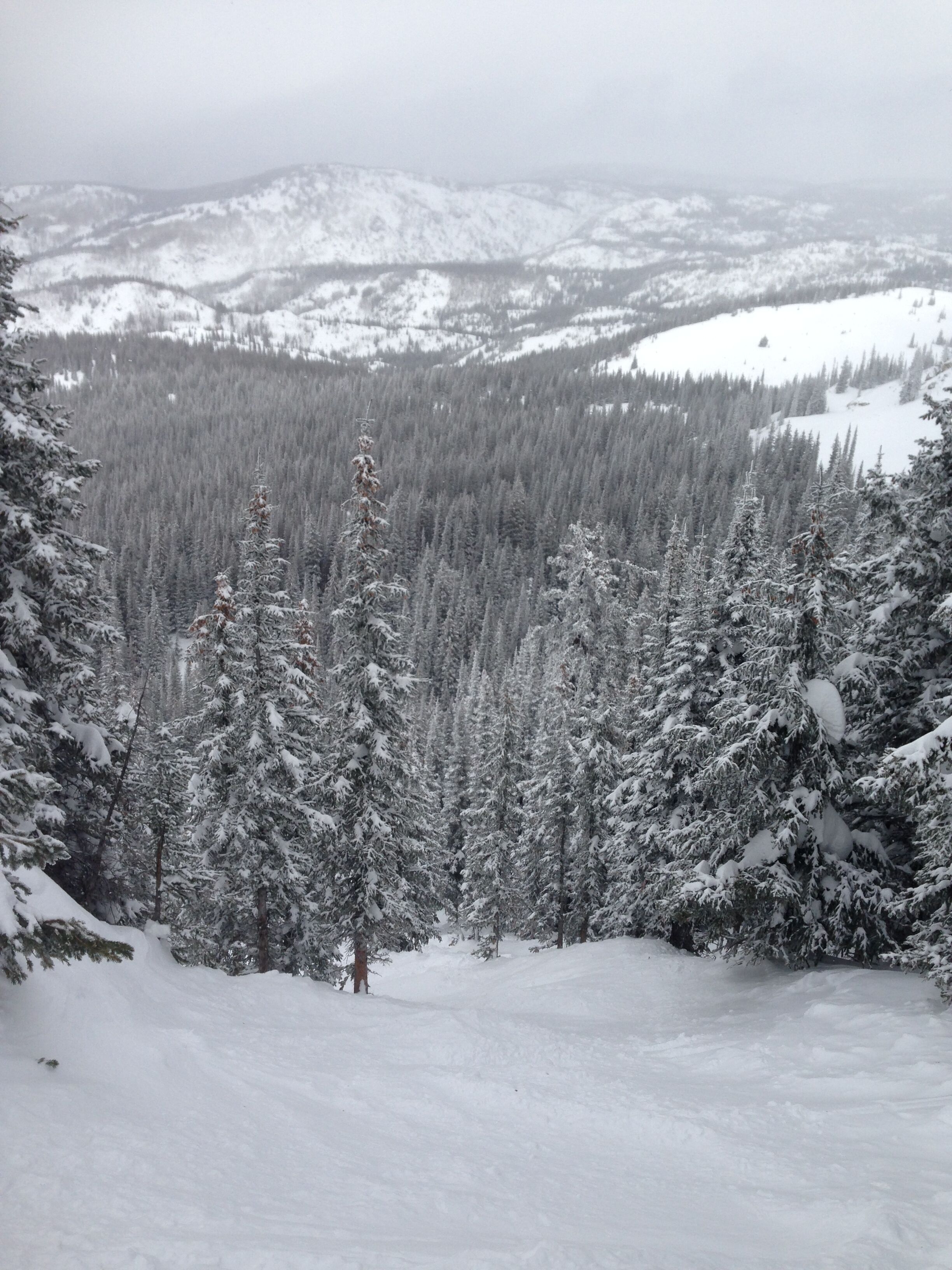 A snowy landscape with dense evergreen trees and a mountain range in the background.