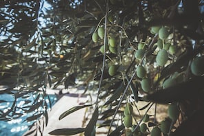 A close-up of olive branches with green olives, indicating an olive grove or farm.