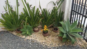 A garden with various potted plants and flowers, including orchids and a yellow marigold, against a white wall and a black metal fence. - Encanto Familiar (Penha)