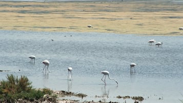 Vlak bij het strand