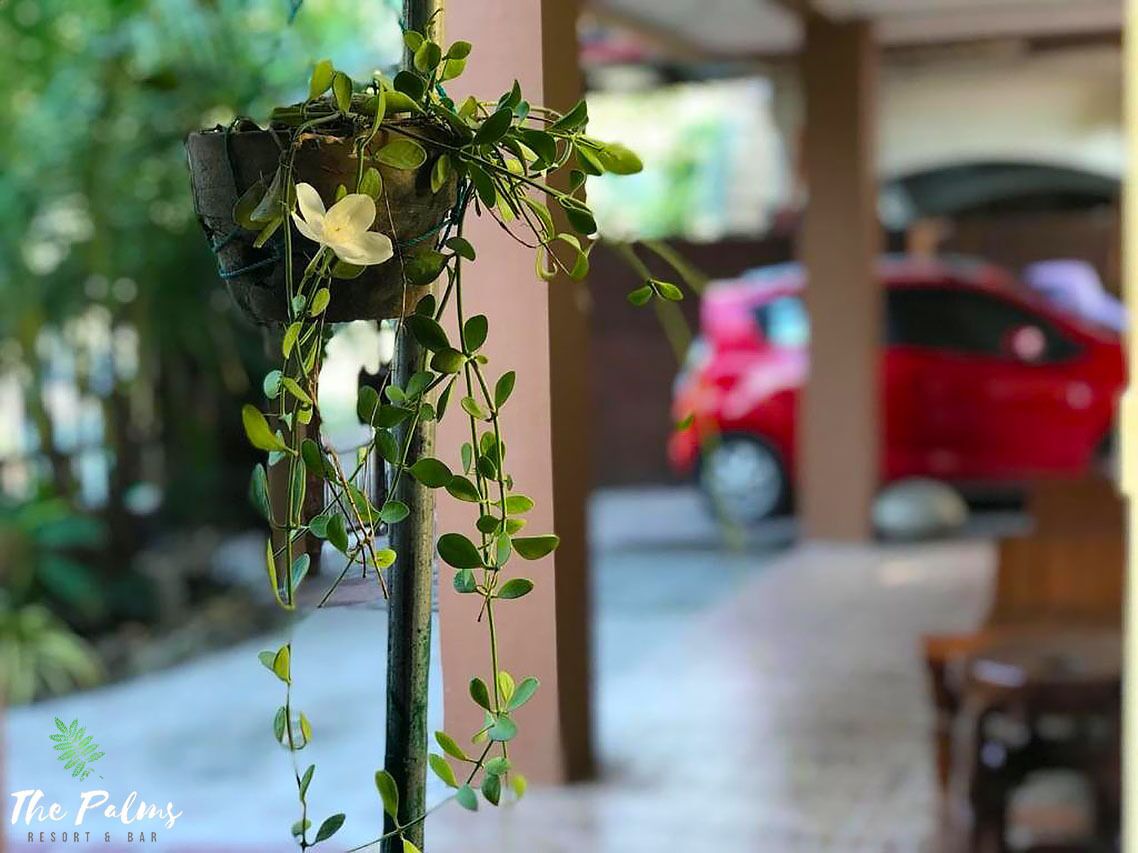 A hanging plant with green leaves and a white flower, a red car in the background, and a sign for "The Palm Resort & Bar".
