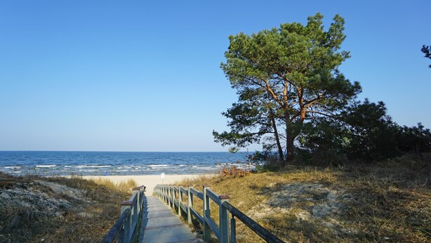 Un sentier en bois mène à une plage d’où l’on a une vue dégagée sur l’océan, avec un seul pin qui s’y dresse.