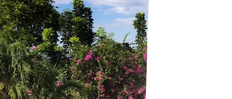 Una persona sentada en un banco azul acolchado frente a un edificio blanco, con vistas a árboles y flores rosadas.